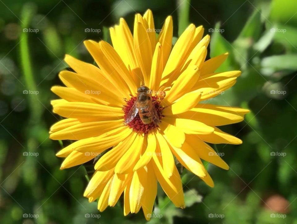 The flower doesn't dream of the bee, it blossoms and the bee comes.