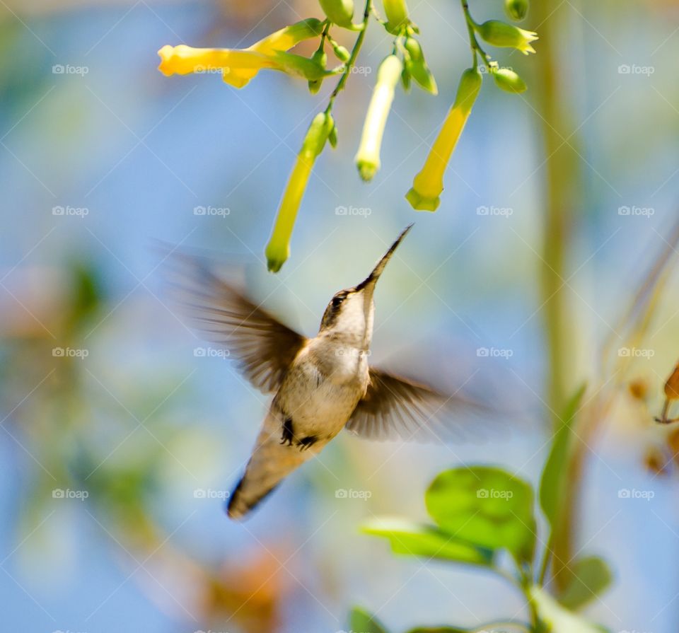 Nectar collector . Was waiting for the perfect opportunity to get his belly shot. 

