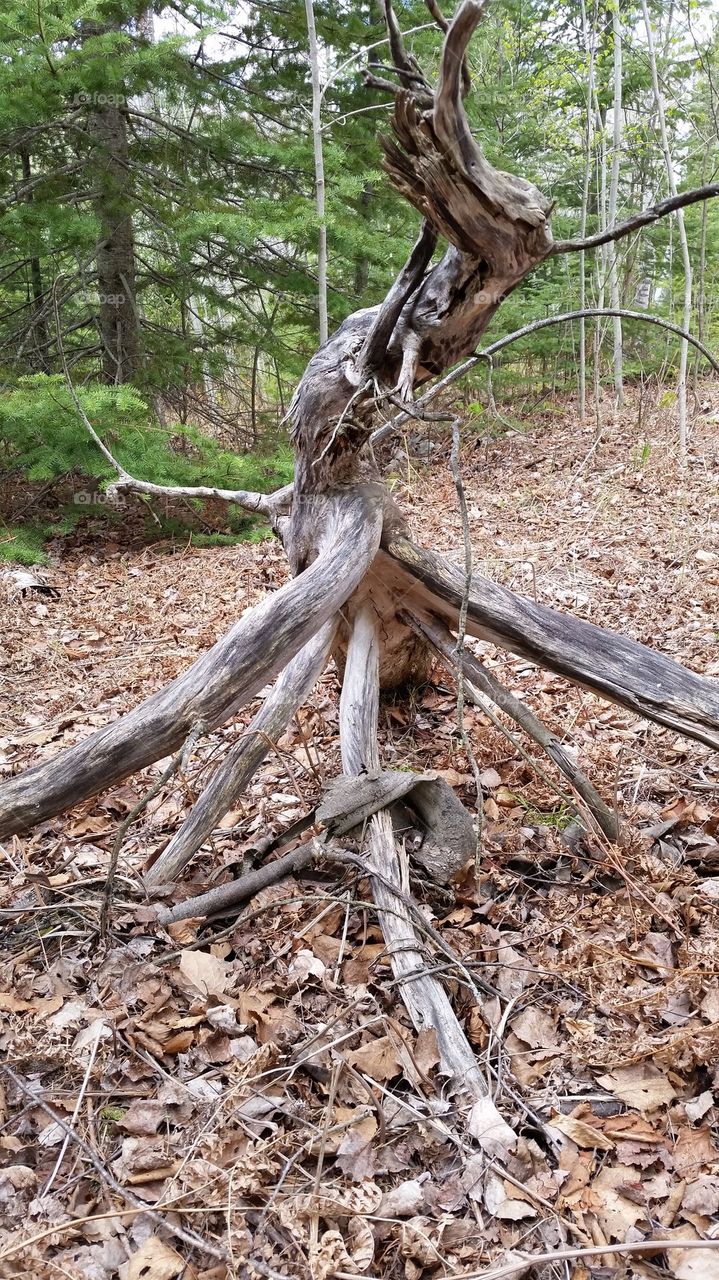 Tree Root