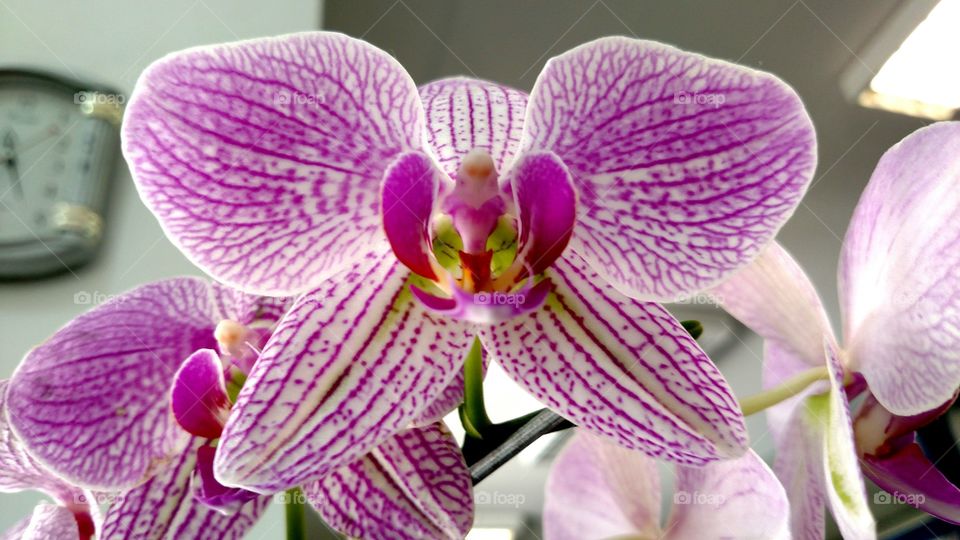 Orchid