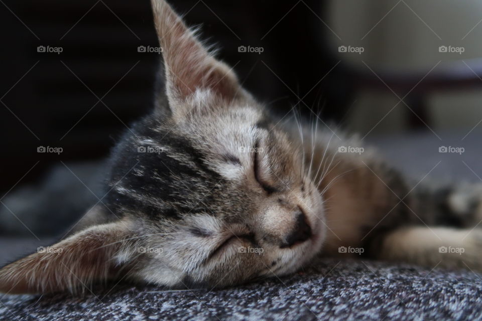 A cat sleeping on carpet