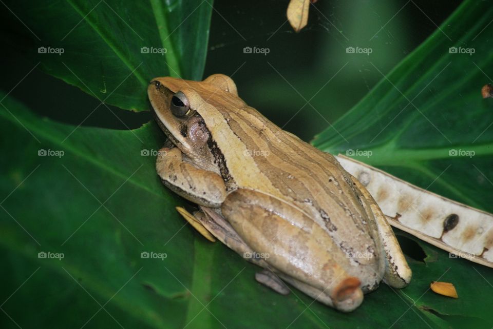 frog nature amphibian