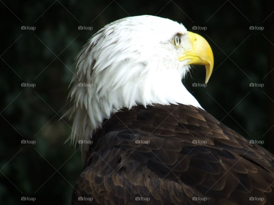 Majestic Bald Eagle