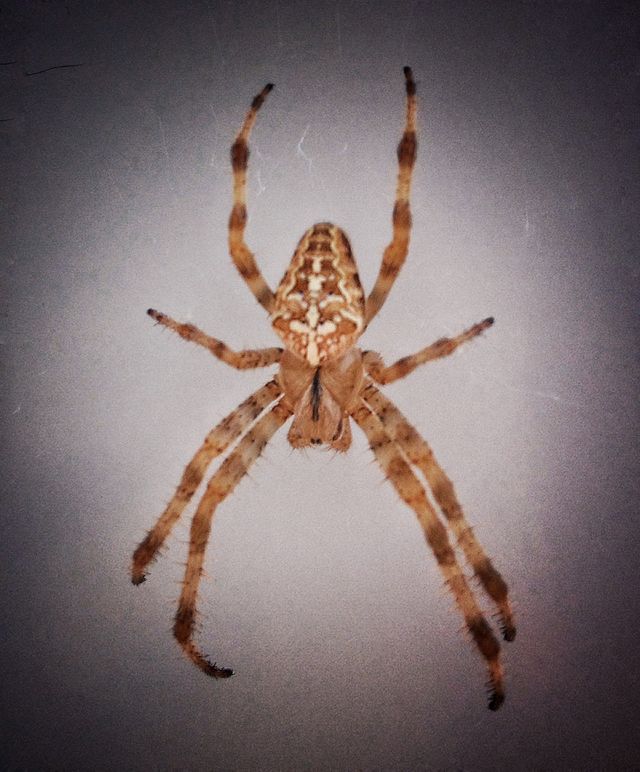 Spider