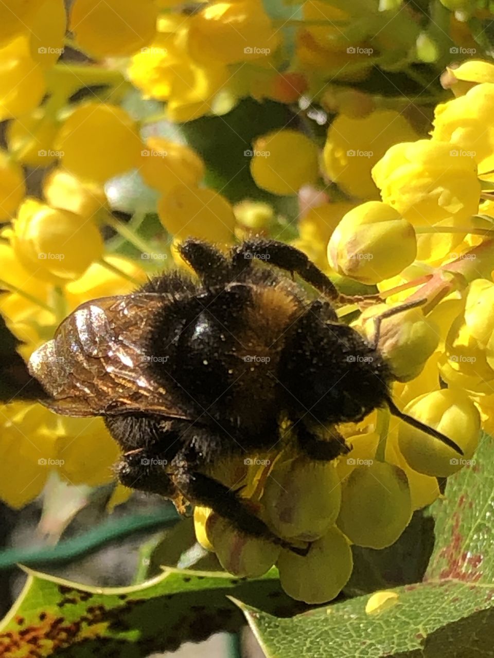 Bumblebee on yellow flowers 