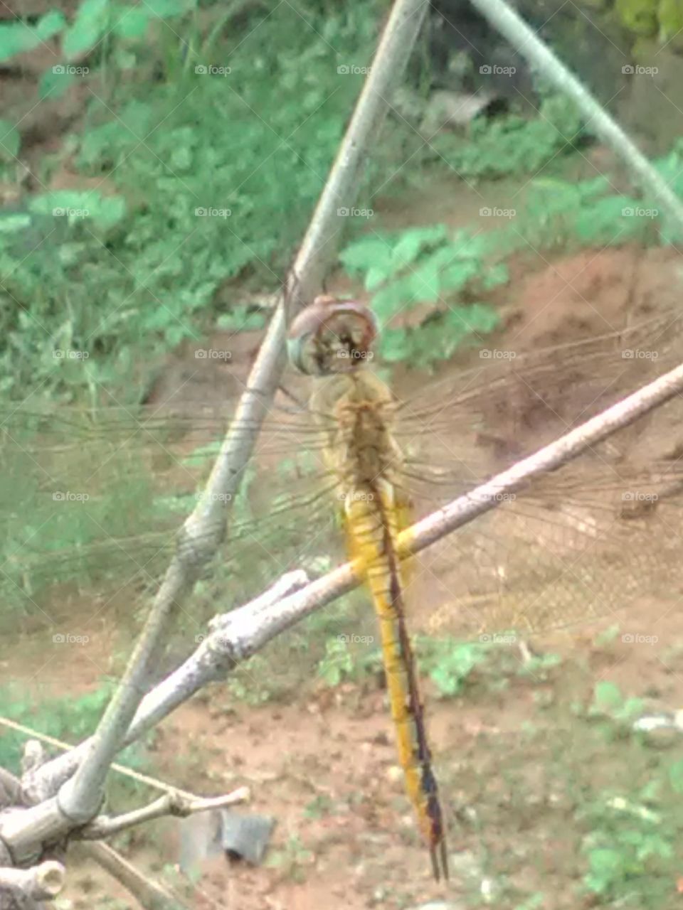 This is a very beautiful housefly color yalo-broun.
