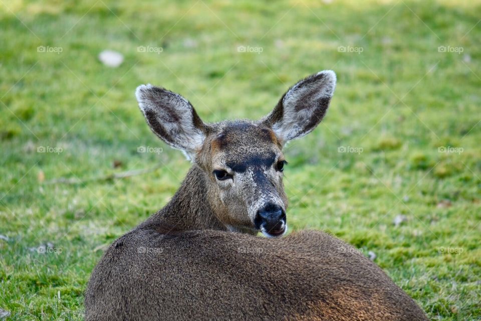 Adult deer watching her surroundings carefully.