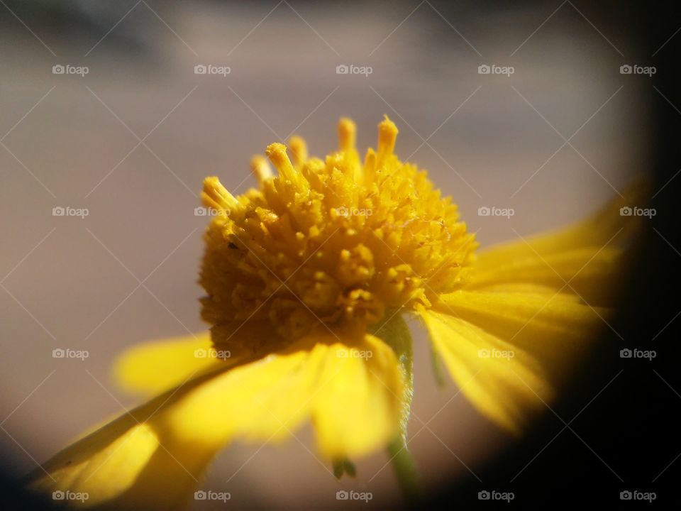 Beautyful macro shots!