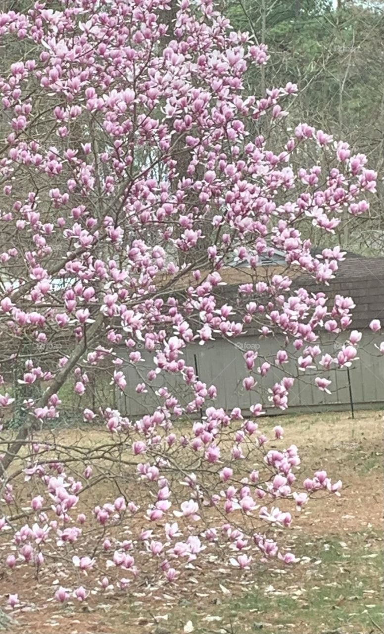 Cherry blossoms 