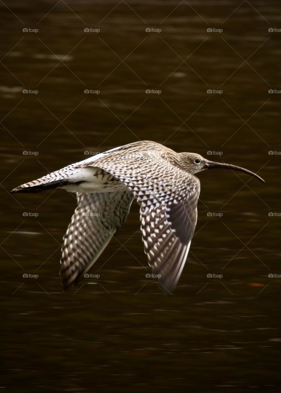 Curlew