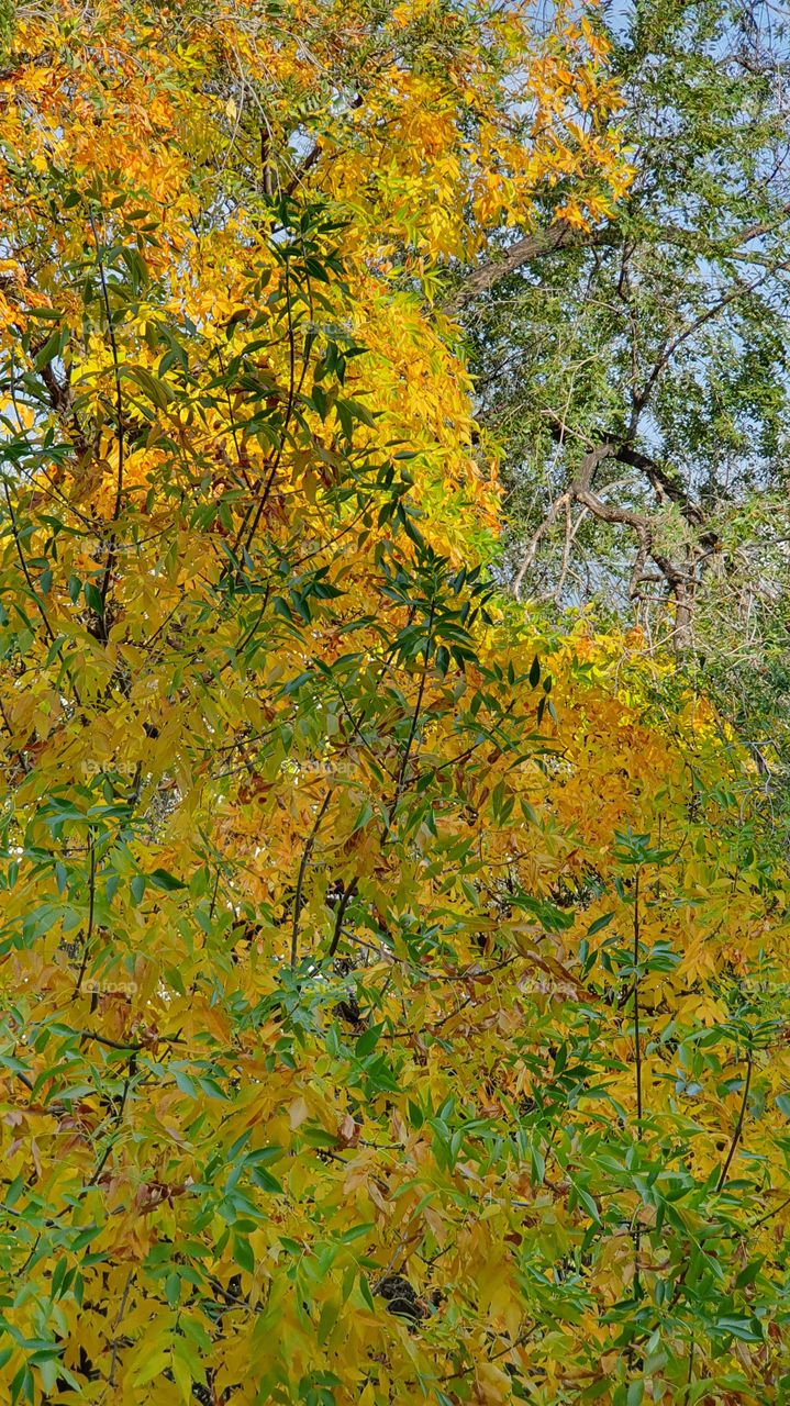 fall tree leaves