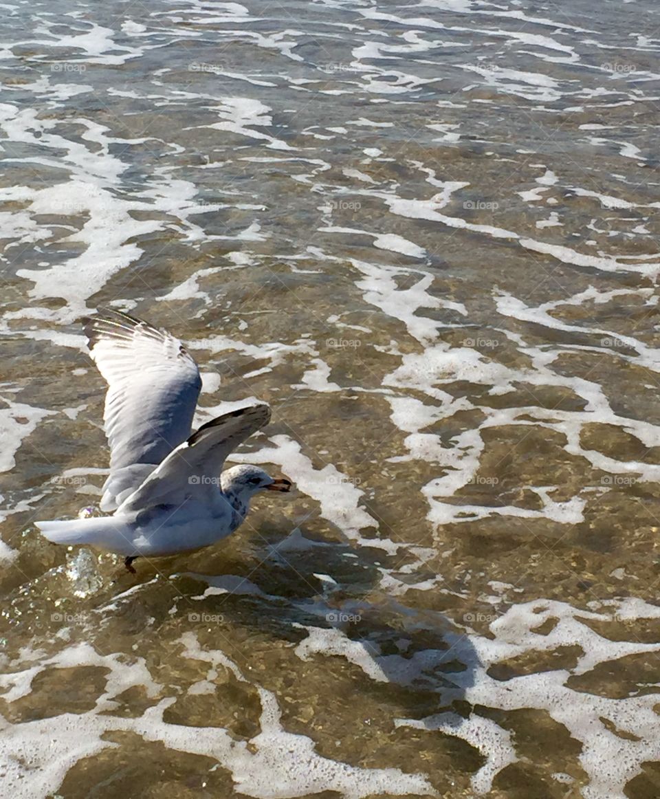 Seagull swimming jersey shore 
