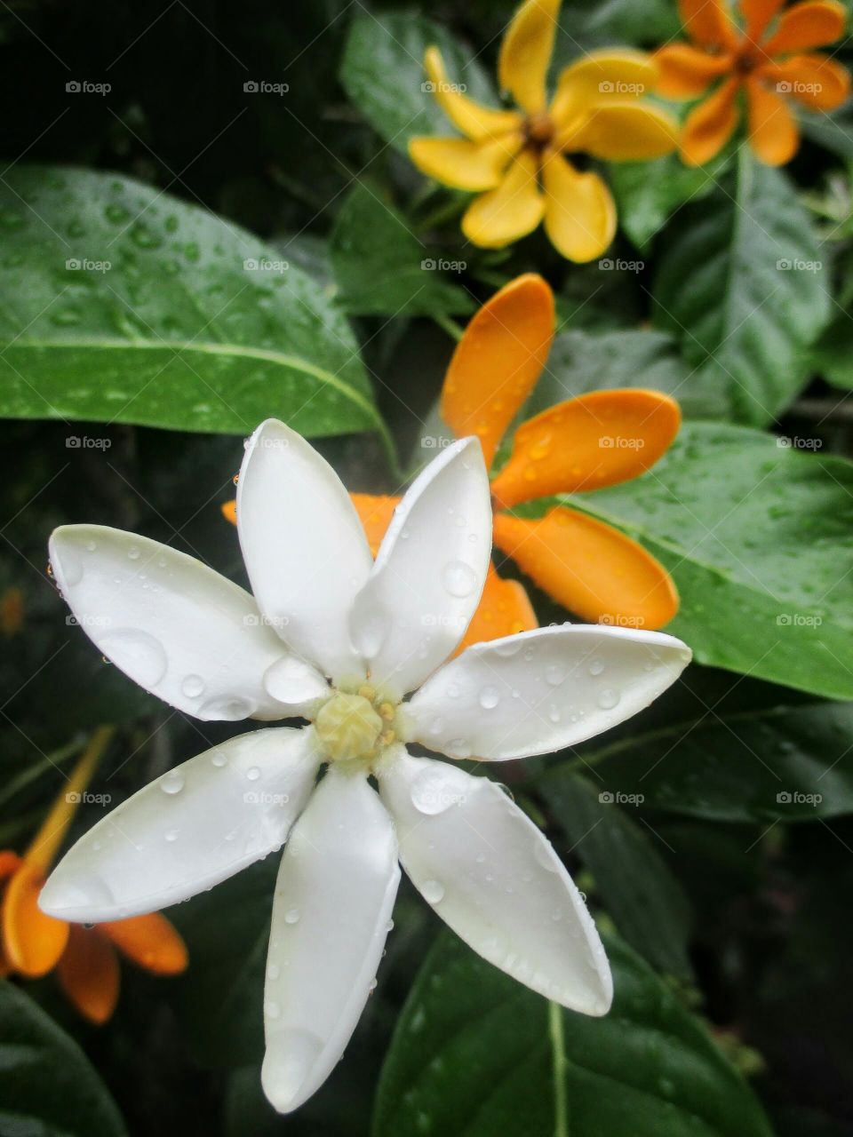 Gardenia flower colors