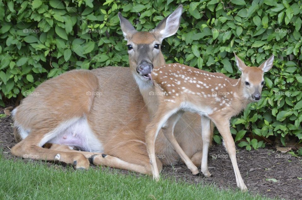 Doe and Fawn