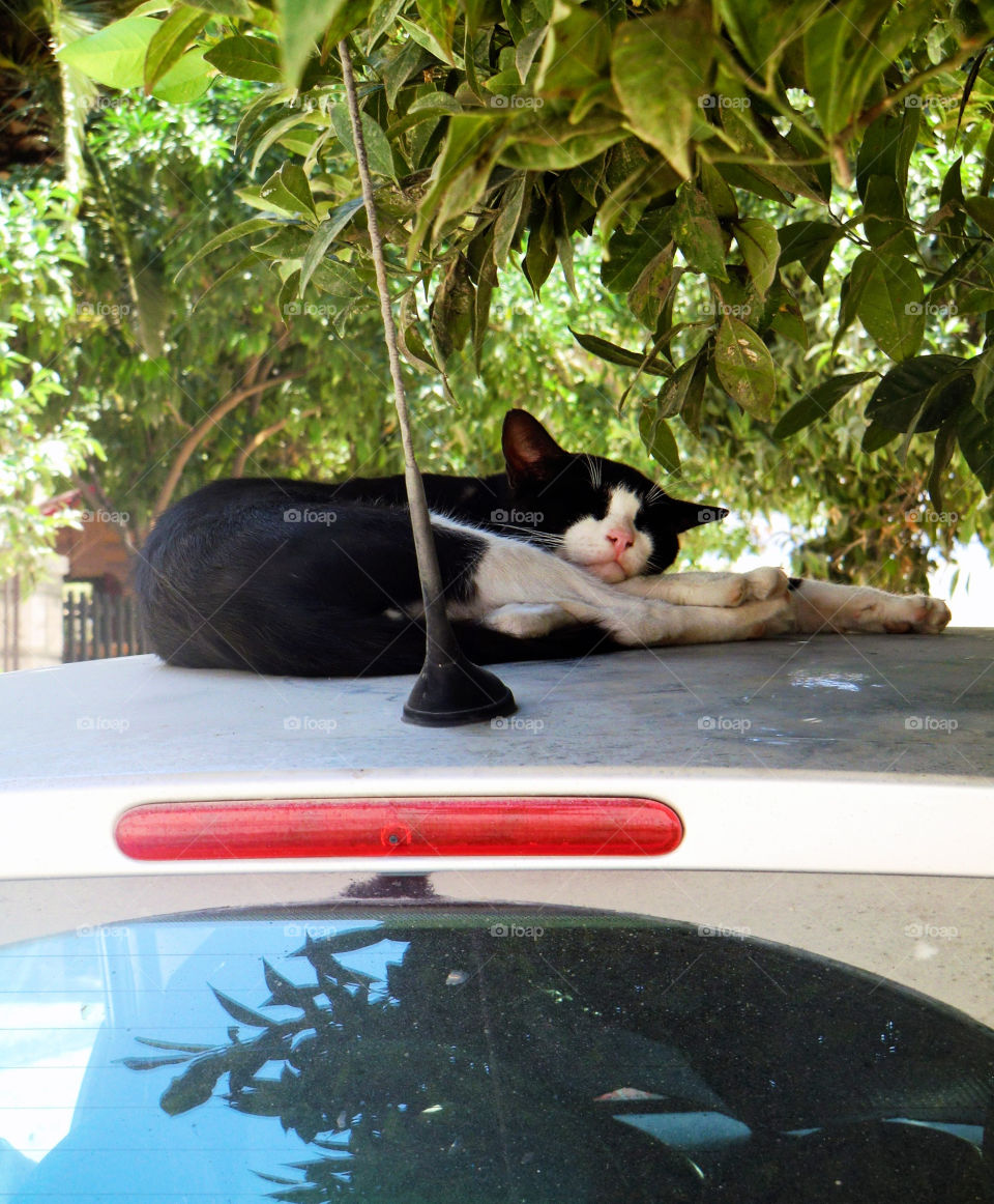 car cat katt bil by cabday