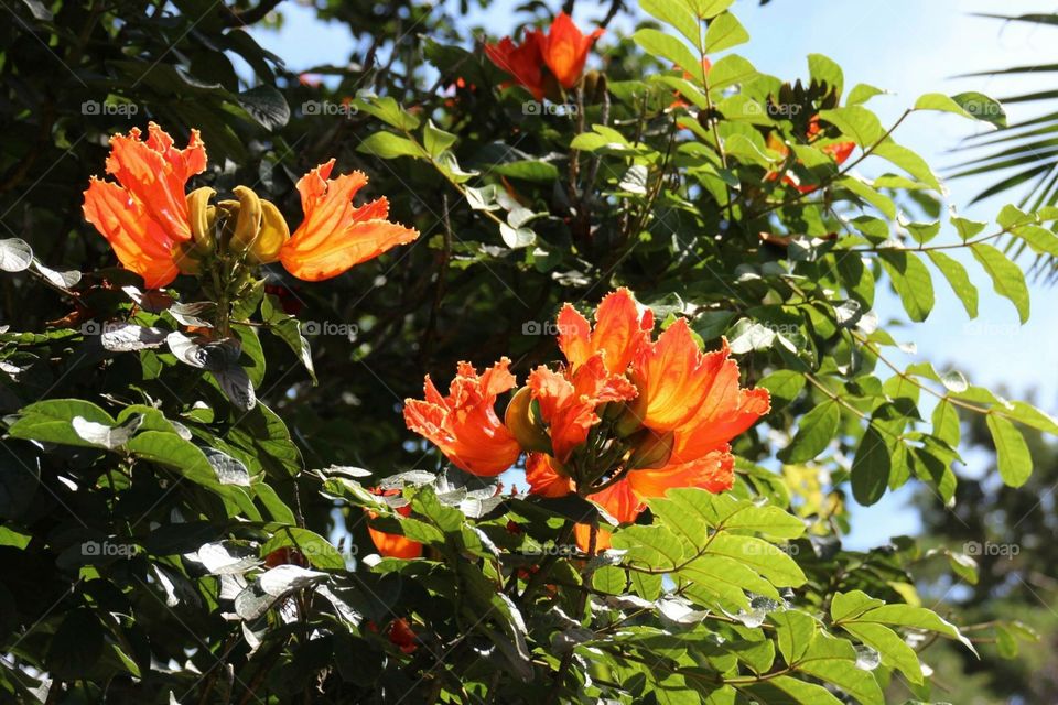 Orange tree flower