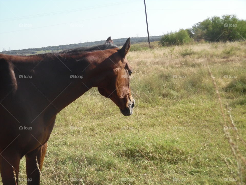 a horse of course. This is a picture of a horse 🐴 that I saw while out riding my bike 🚲. 👣 🚶 🏃 🔥 💨