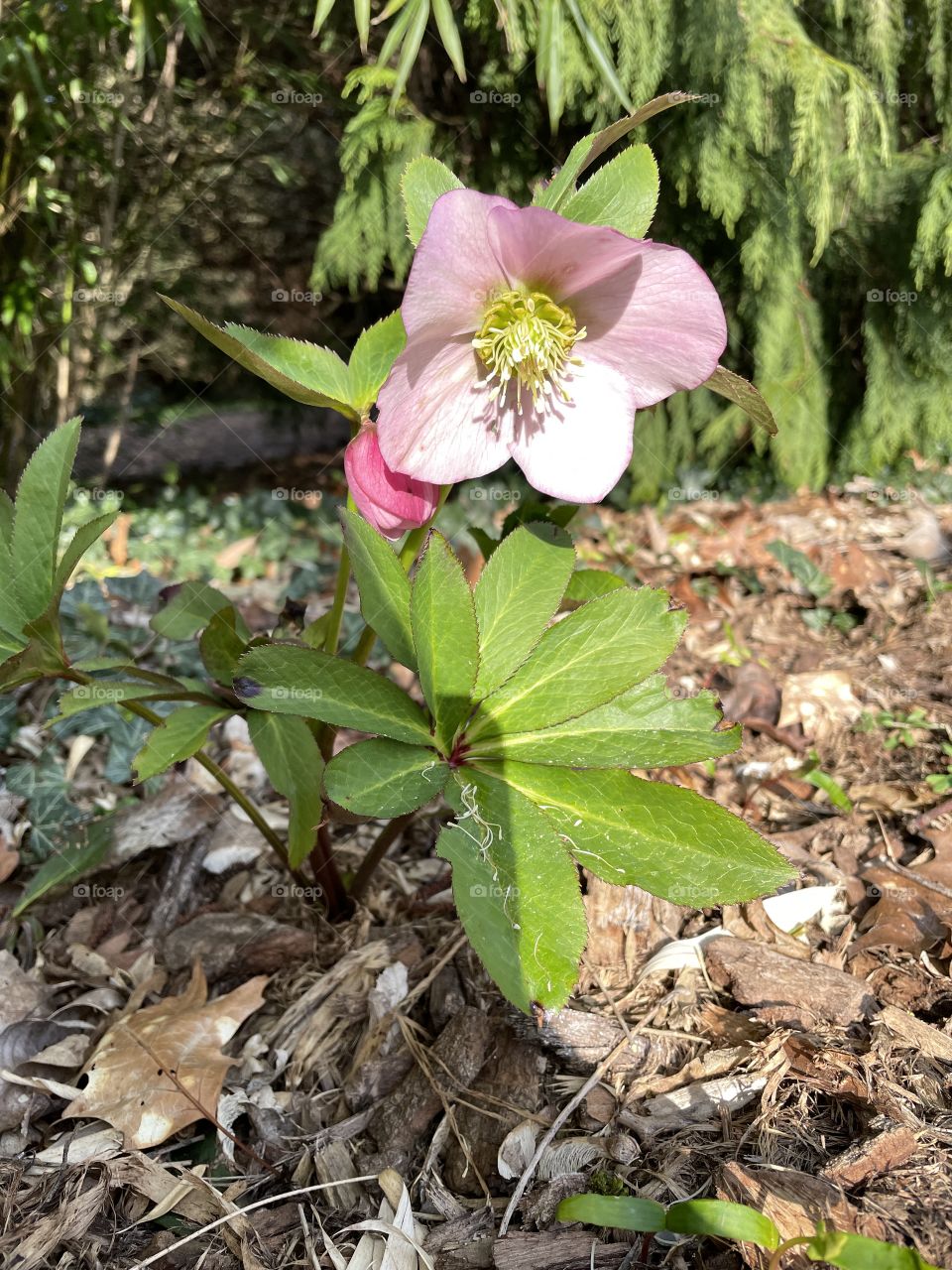 pink hellebore in the park, spring