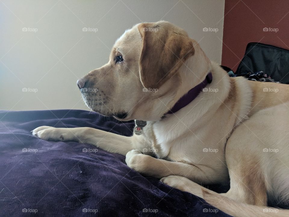 Dog Chilling On Bed