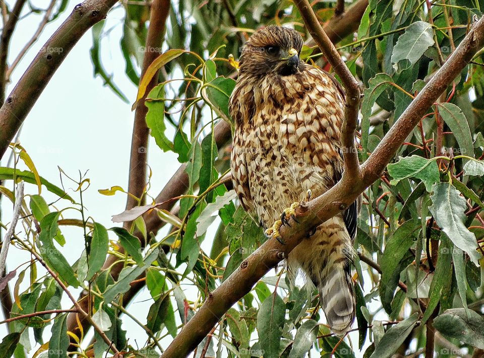 Hawk In A Tree. Powerful Bird Of Prey In California
