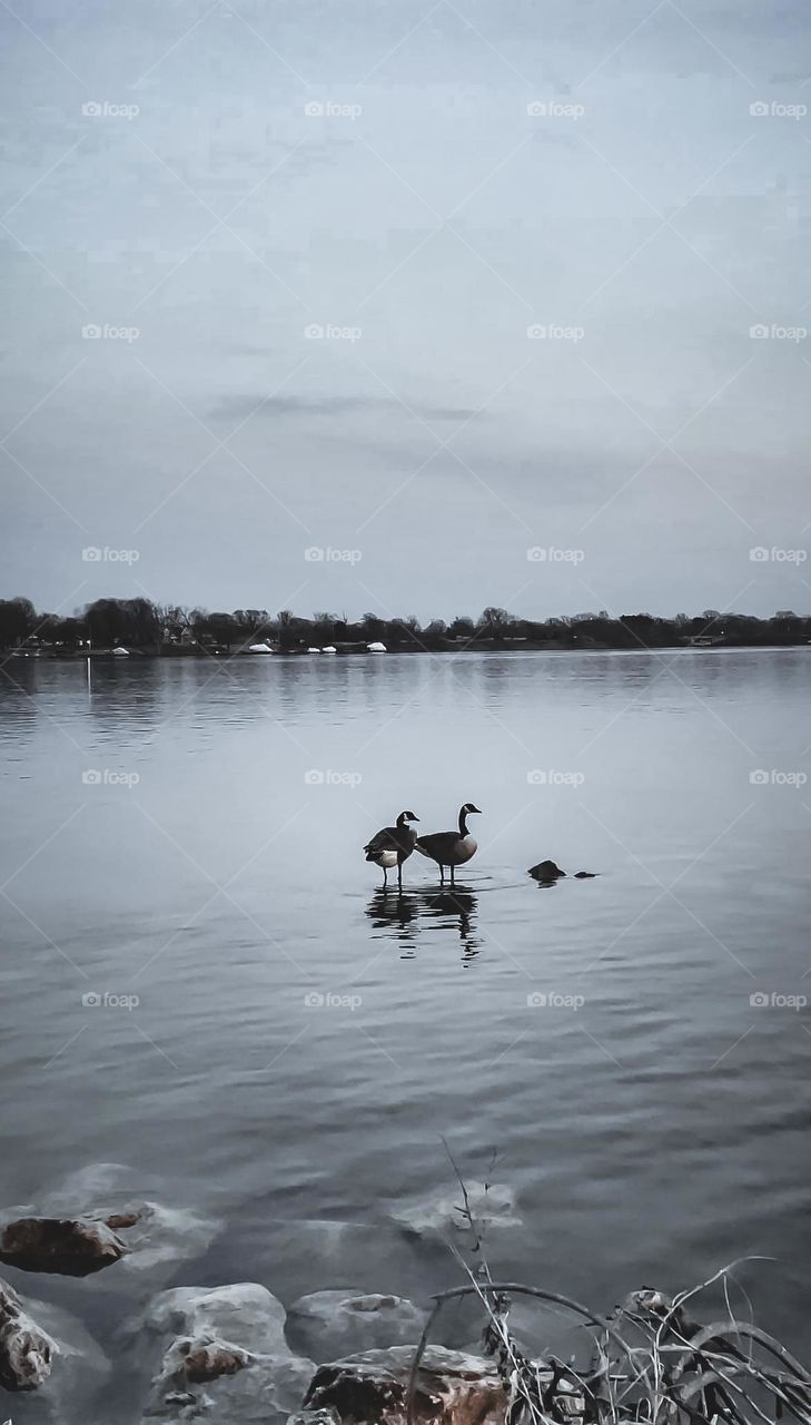 Ducks water moody black and white photo picture image wildlife image water lake river standing cool different ripples phone photography 
