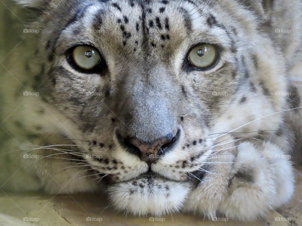 Close-up shot of a snow leopard.