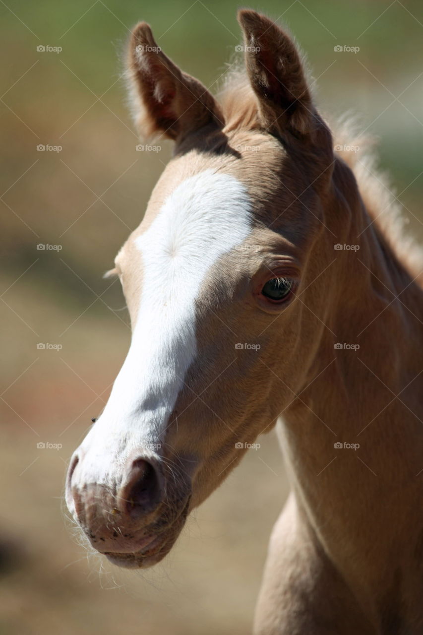 Portrait of a newborn Palomino foal 