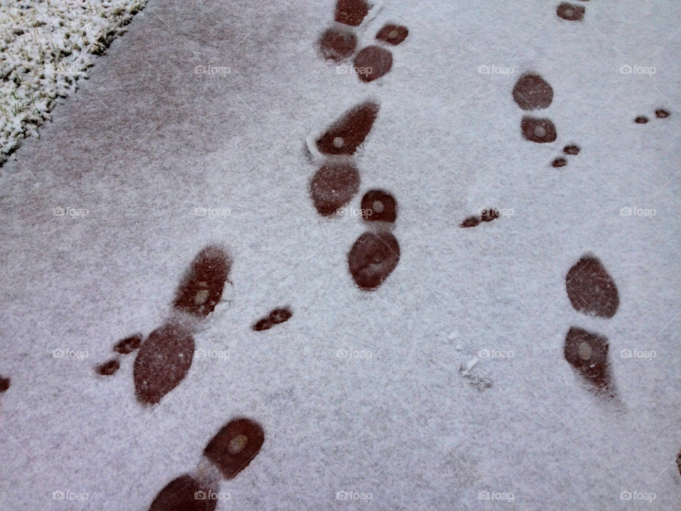 snow dog human footprints by horia.irimie