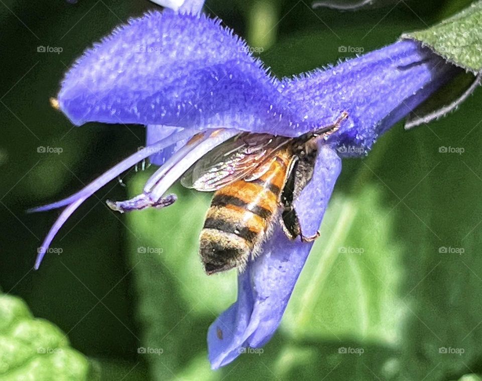 European honey bee gathering pollen from an anise-scented sage flower.