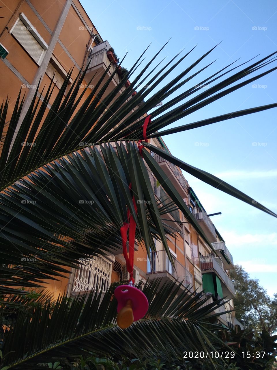 rama de palmera y un chupón