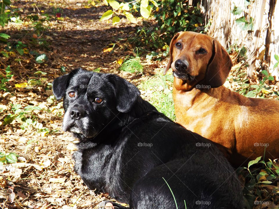 Two Dogs Sitting in the Sun. These are my two boys. Bruiser is a black lab/bulldog mix...we think, and was rescued in 2006. The dachshund is Scooter, a standard sized Dixie. They are now 11 and 10 years old.