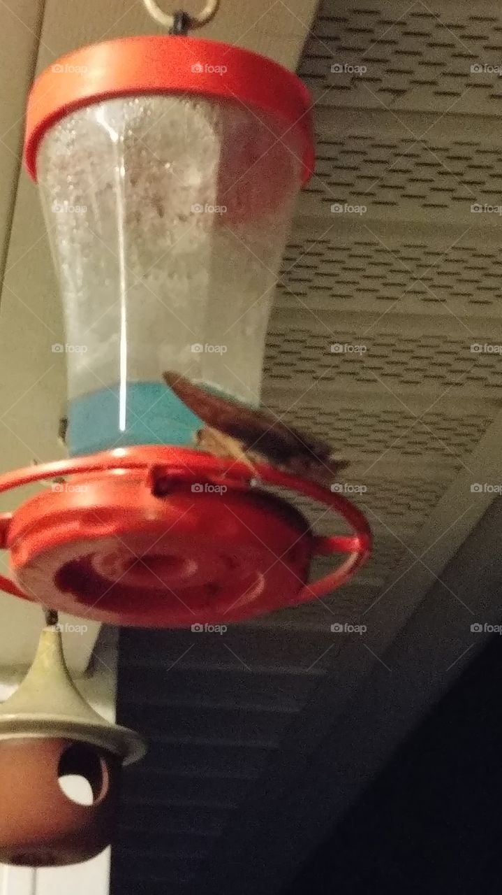black witch moth drinking from our hummingbird feeder