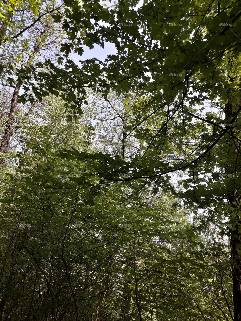 springtime in the wood