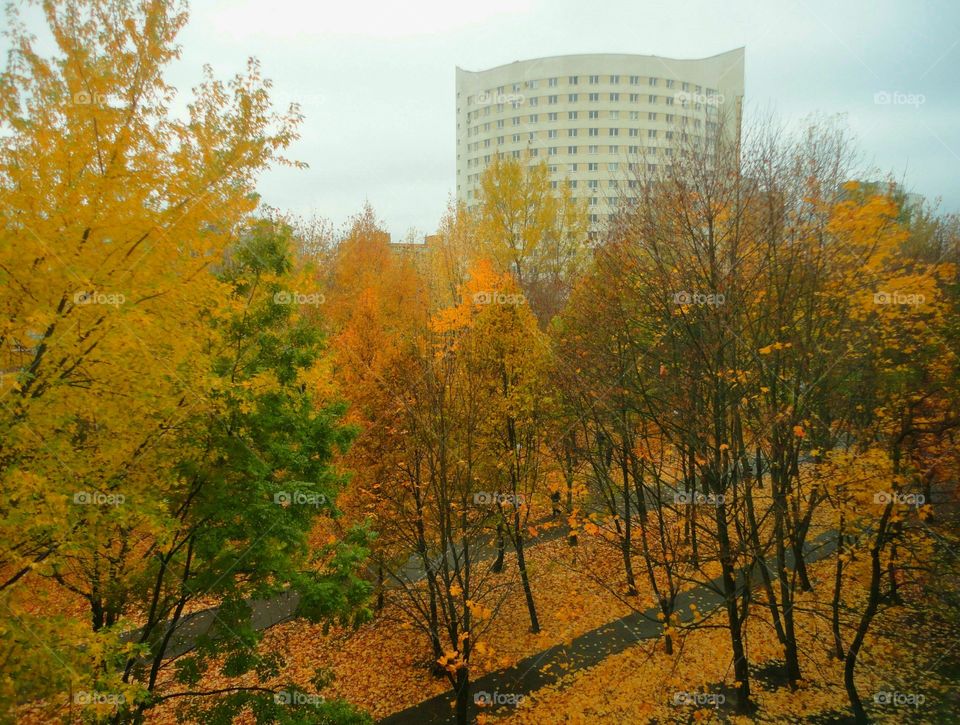 Fall, Tree, No Person, Leaf, Wood