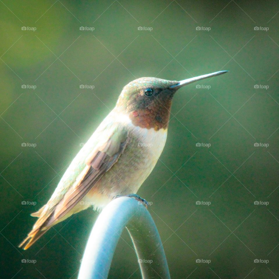 Hummingbird. Perched near a bird feeder I set up, this male kept guard and chased away any rivals.