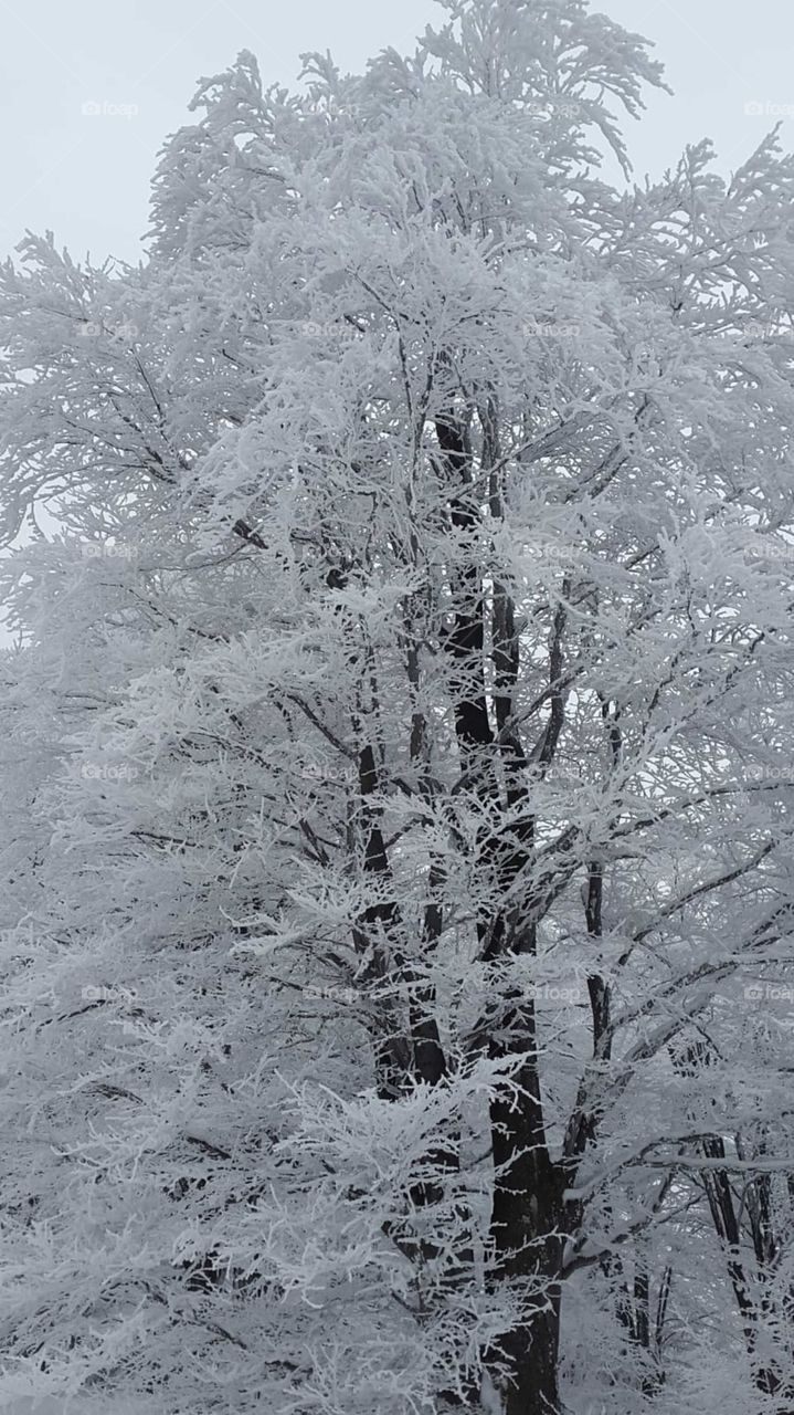 Winter frozen tree cold