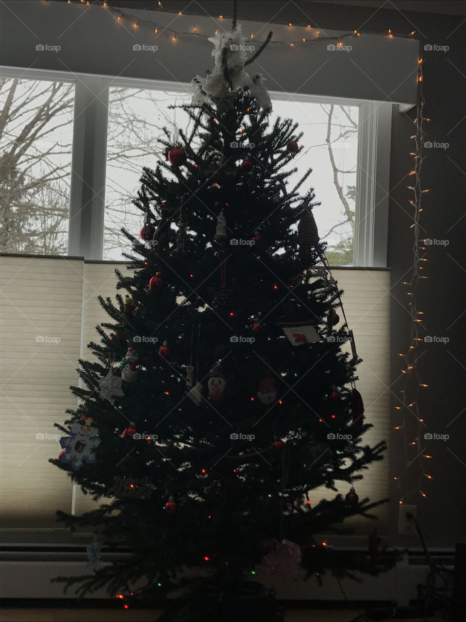 Christmas, Winter, Tree, Christmas Tree, Pine