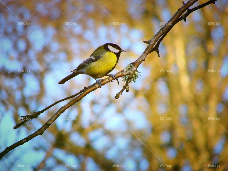 Bird perching on twig