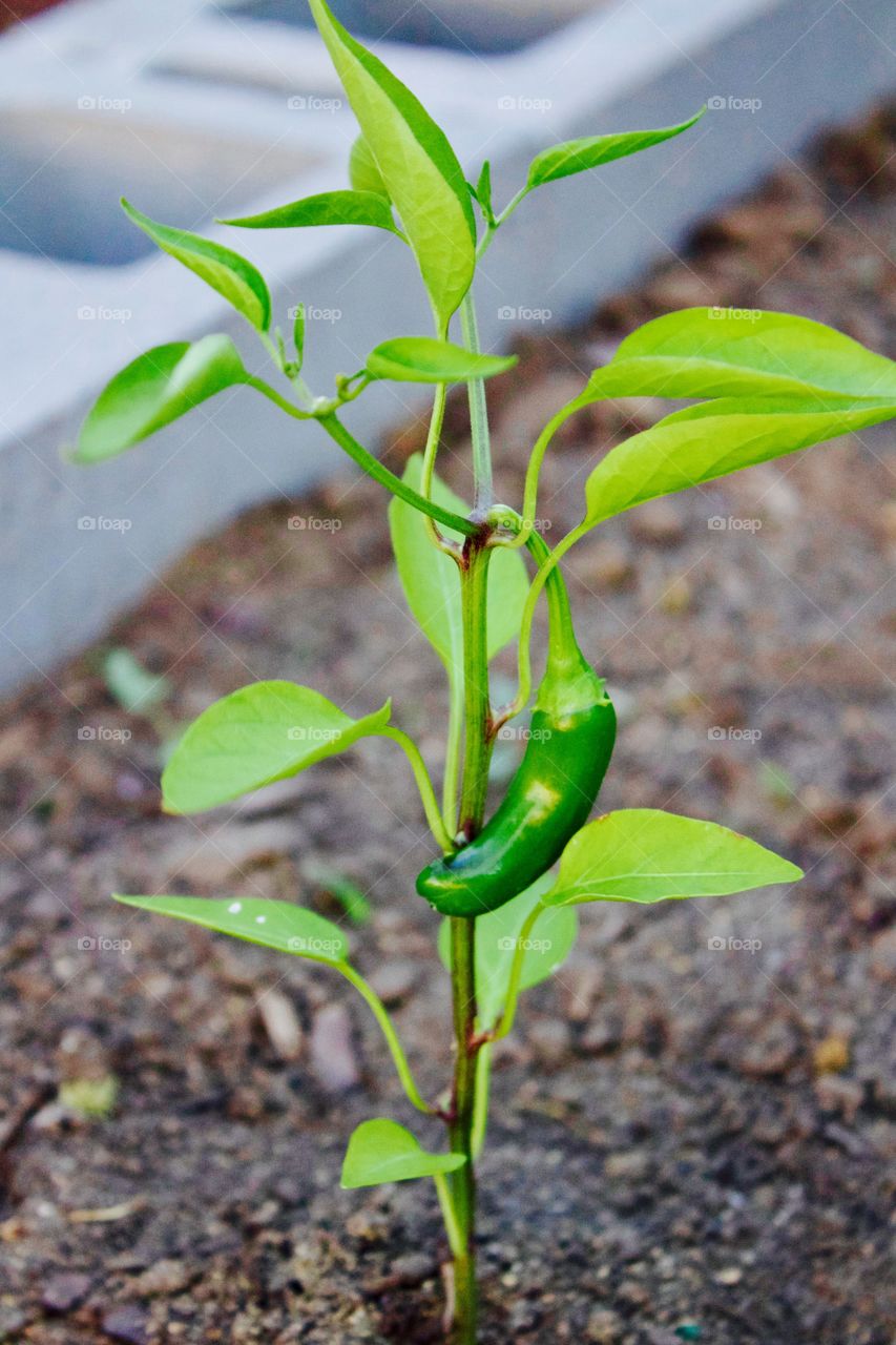Green Color Story - pepper plant
