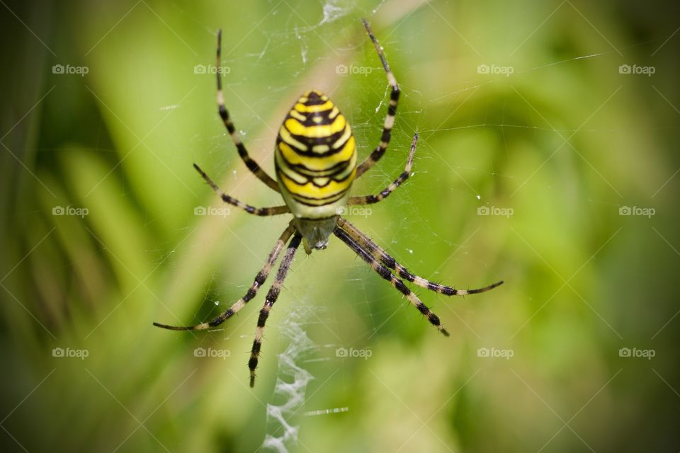 Close-up of spider on web