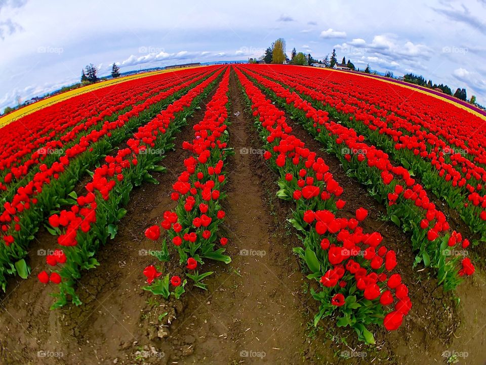 Foap Mission “Red”! Brilliant Red Field Of Tulips Washington State’s Skagit Valley!