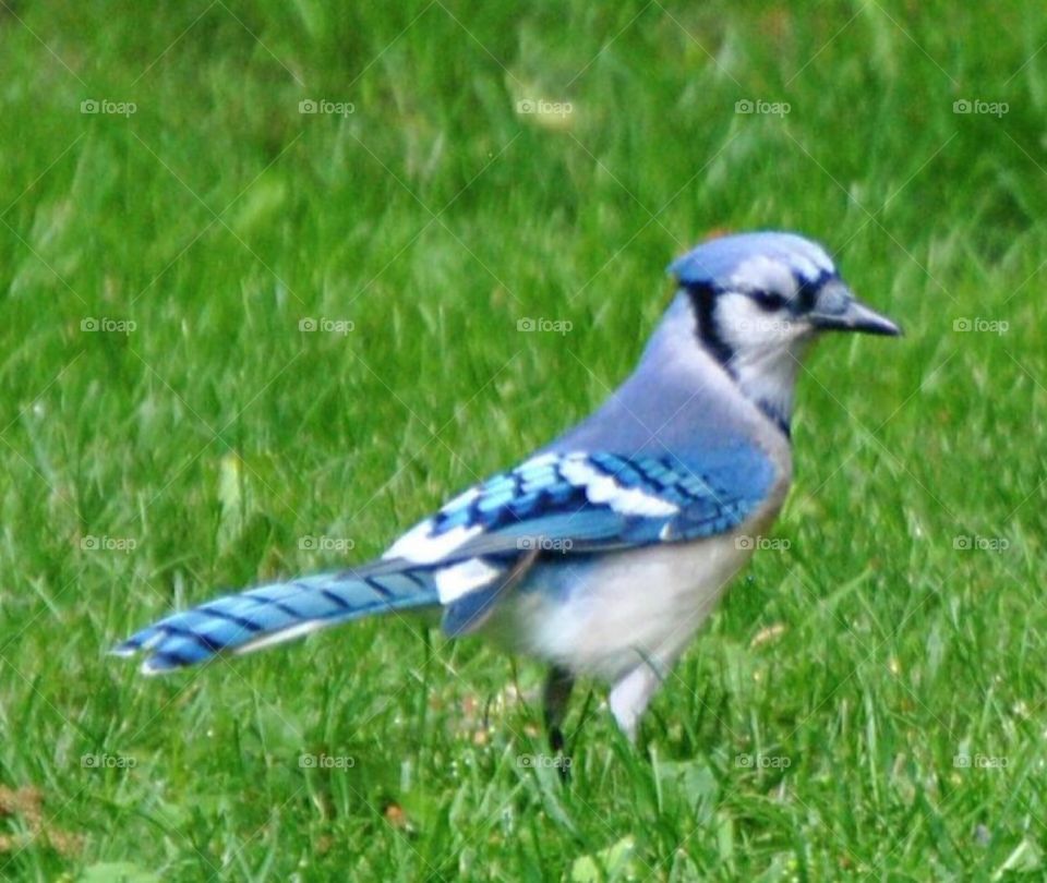 Blue jay