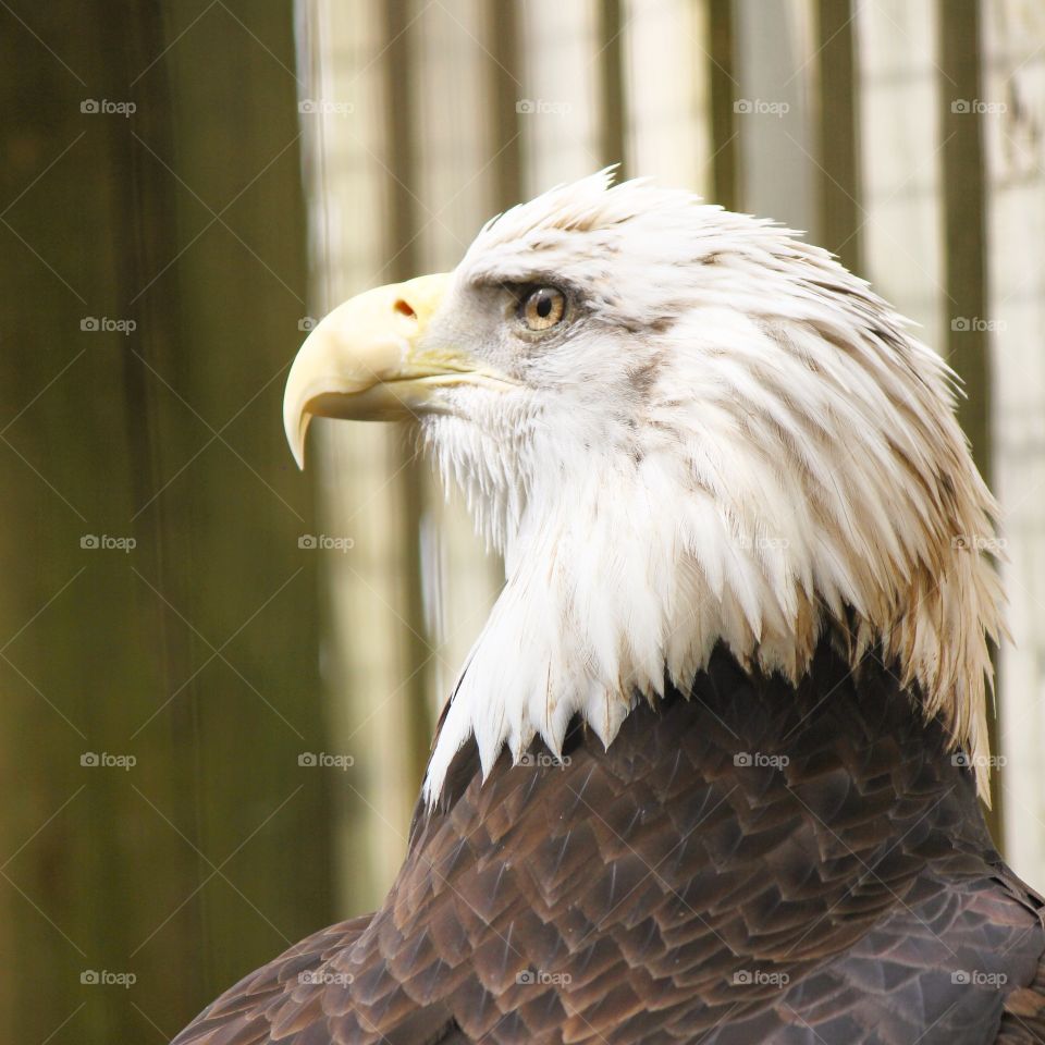 Close-up of bald eagle