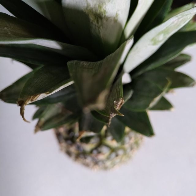 ananas