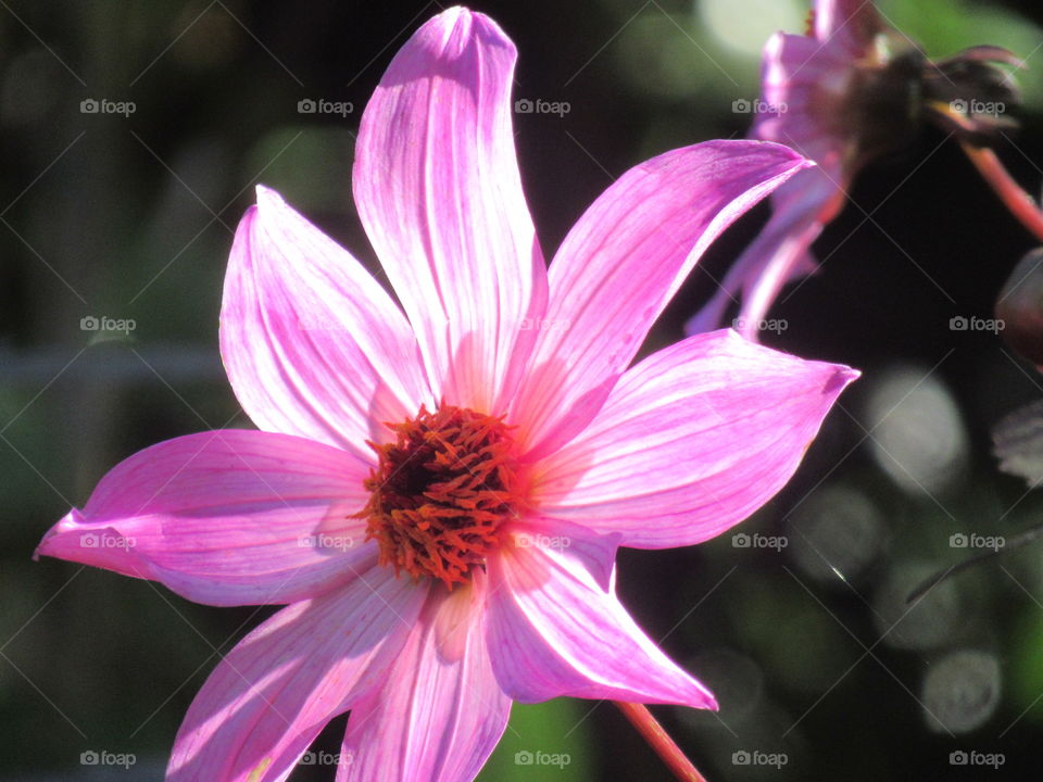 Pink dahlia with the sun shining on its petals