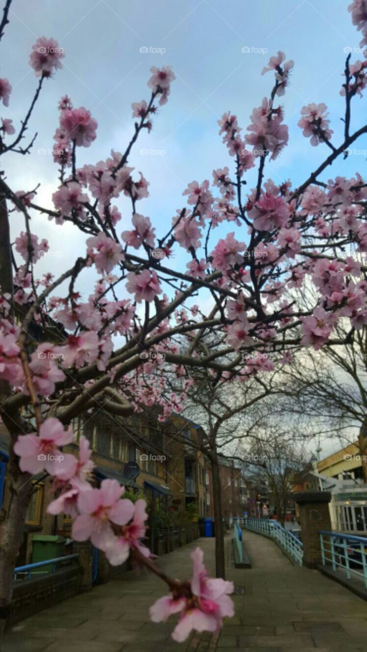Sakura in London