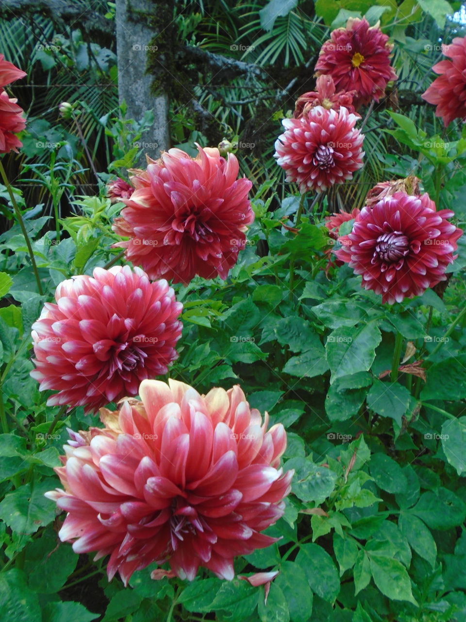 kkoch, jeong-won, dalli, ip.