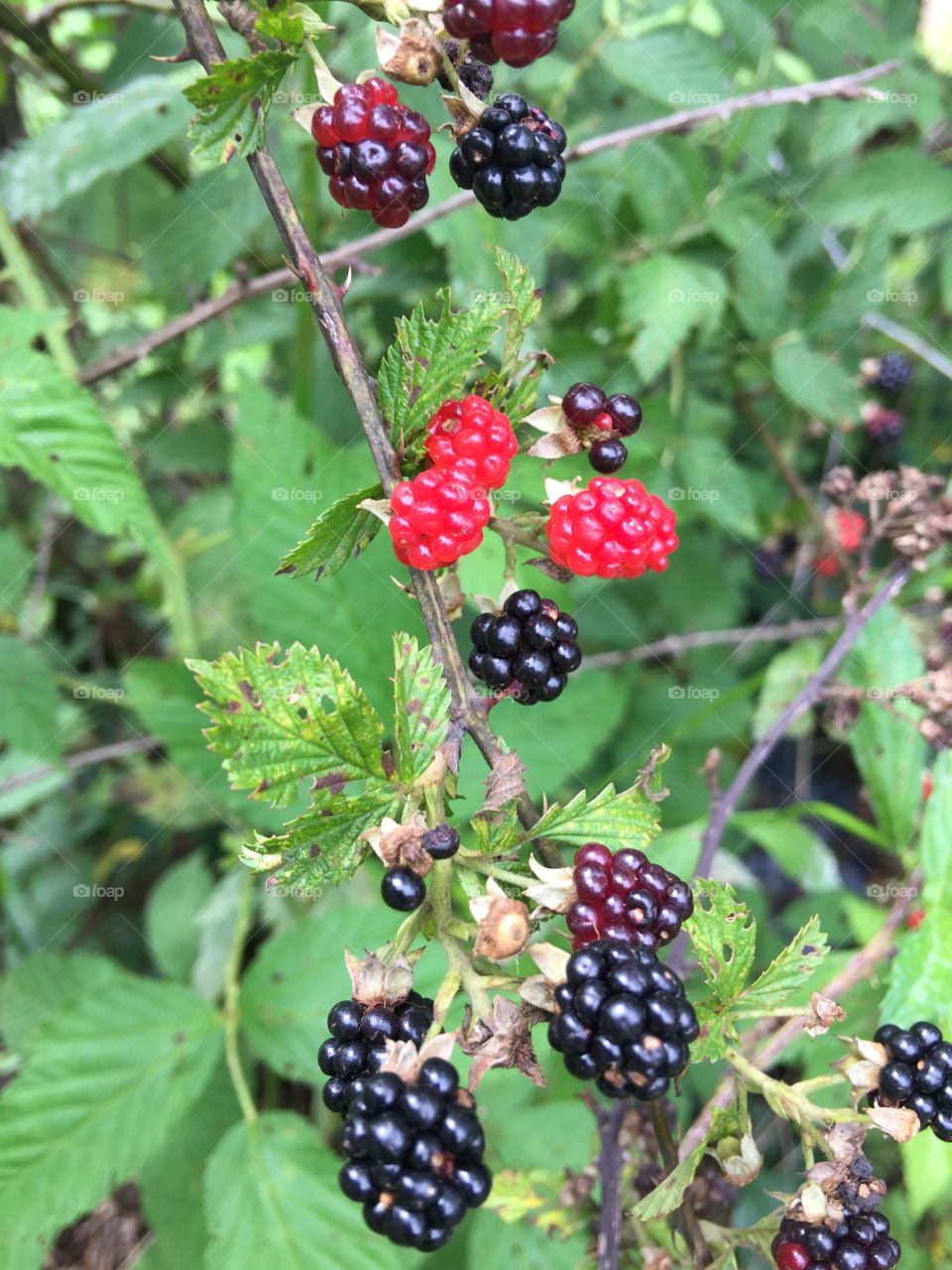 Blackberries