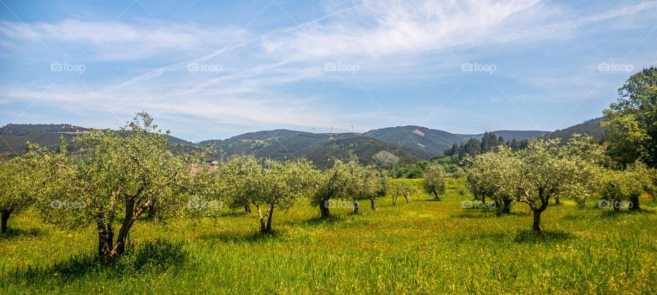 An olive grove full of trees, grass and wildflowers with hills in the background 