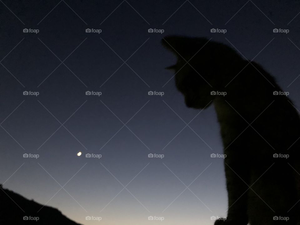 Silueta de un gato con la luna de fondo